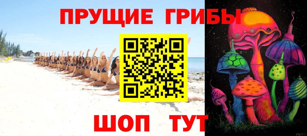Сертолово  как найти   Вход с VPN  Галлюциногенные грибы Psilocybe 